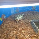 Tropical Island Pets