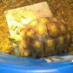 Tropical Island Pets